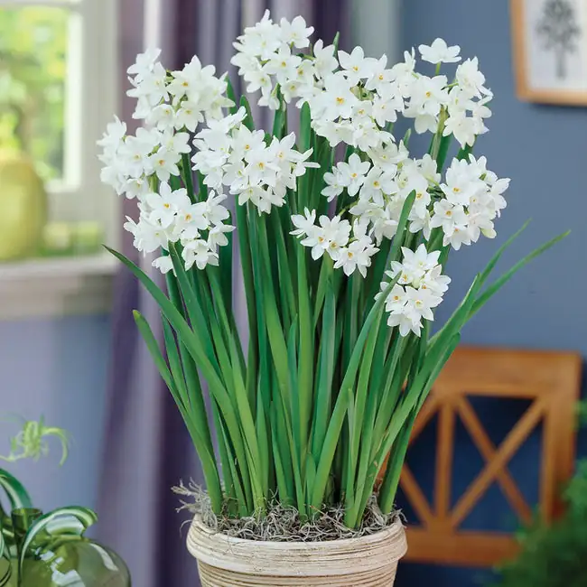 Scent‑Scaping with Paperwhites: Style, Placement, and Pairings for Winter Rooms