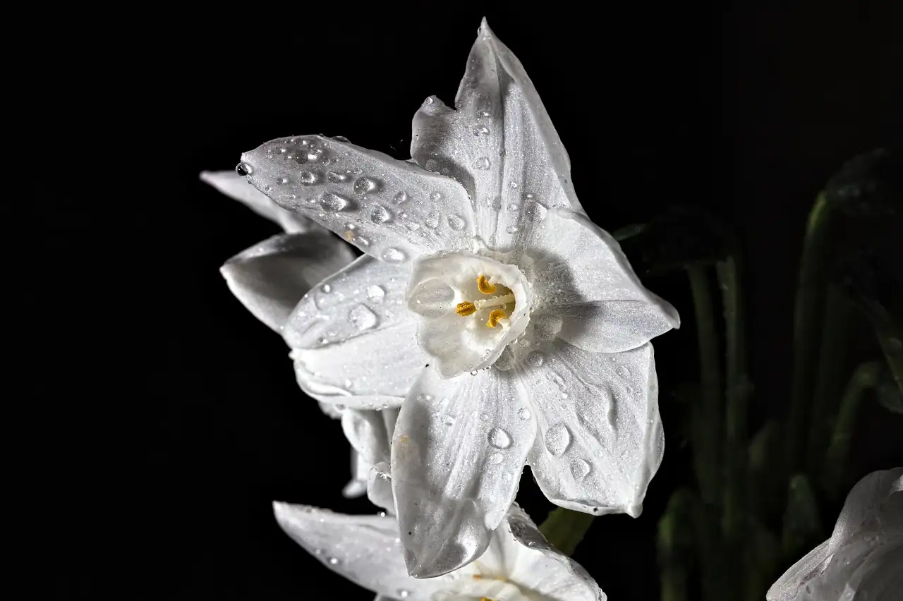 paperwhite narcissus trained fan shape