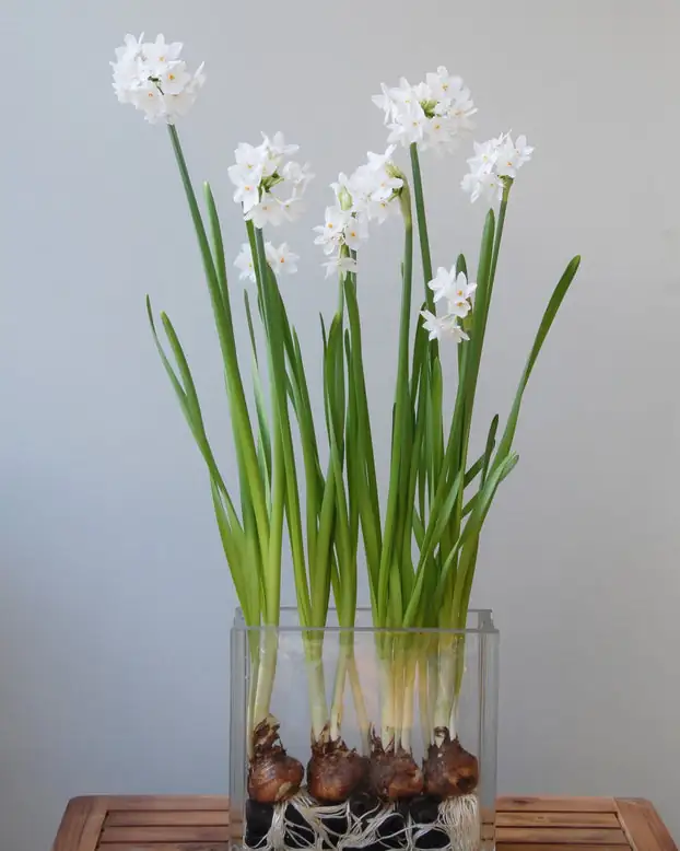 paperwhite narcissus bulb in pebbles