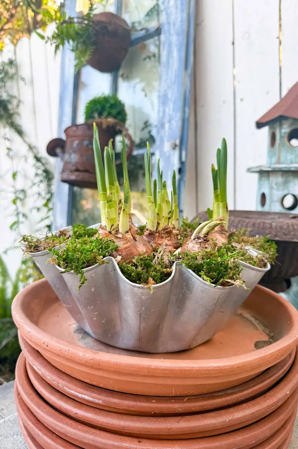paperwhite narcissus bulb carving slit