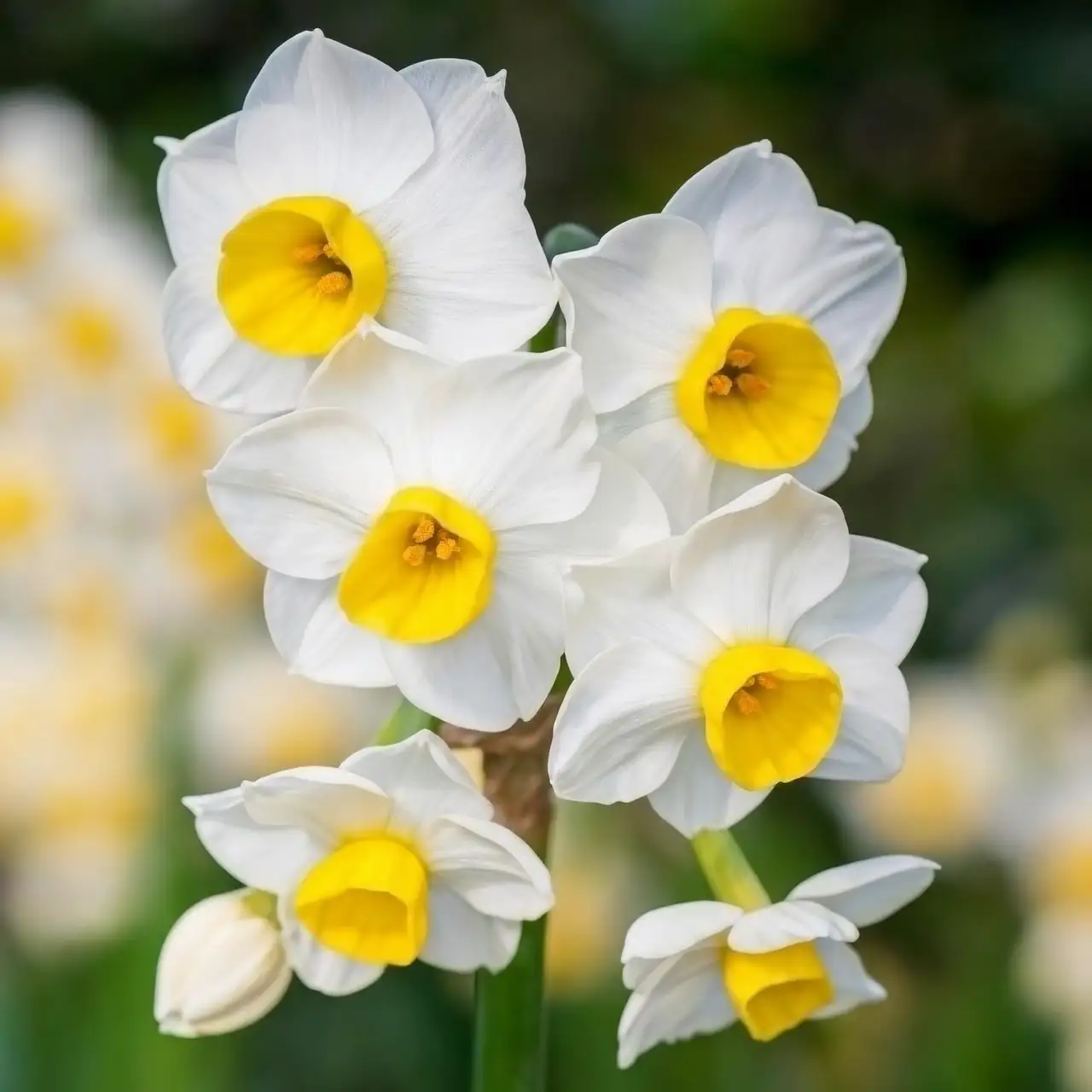 Mild‑Climate Magic: Naturalizing Tazetta Narcissus (and the Best Companions)