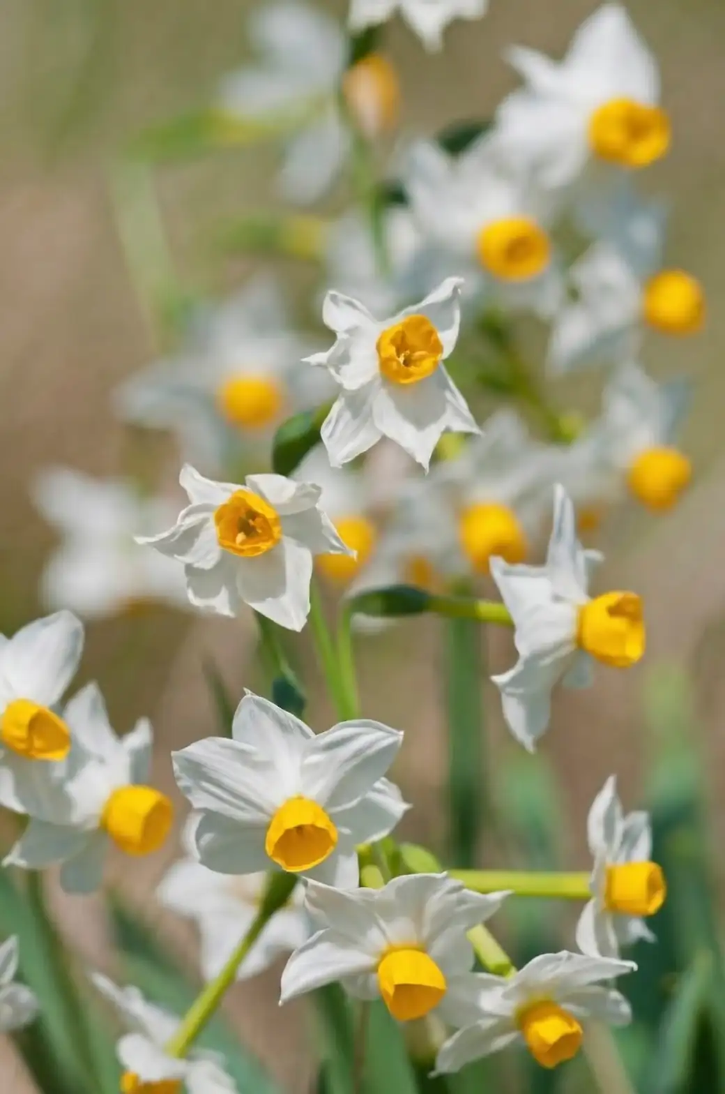 tazetta narcissus flower close-up