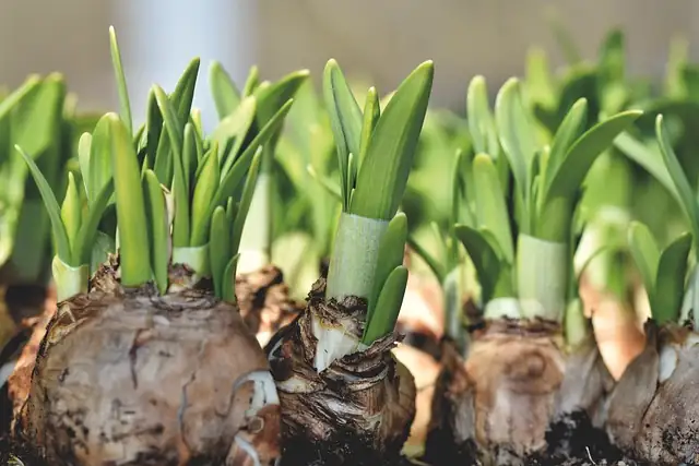 tazetta narcissus bulbs gritty soil