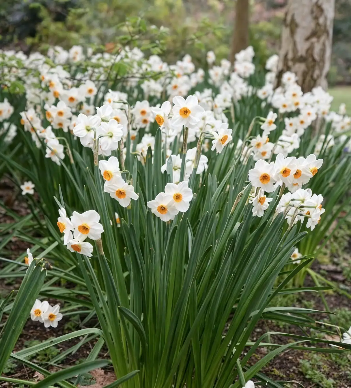 tazetta narcissus with freesias muscari