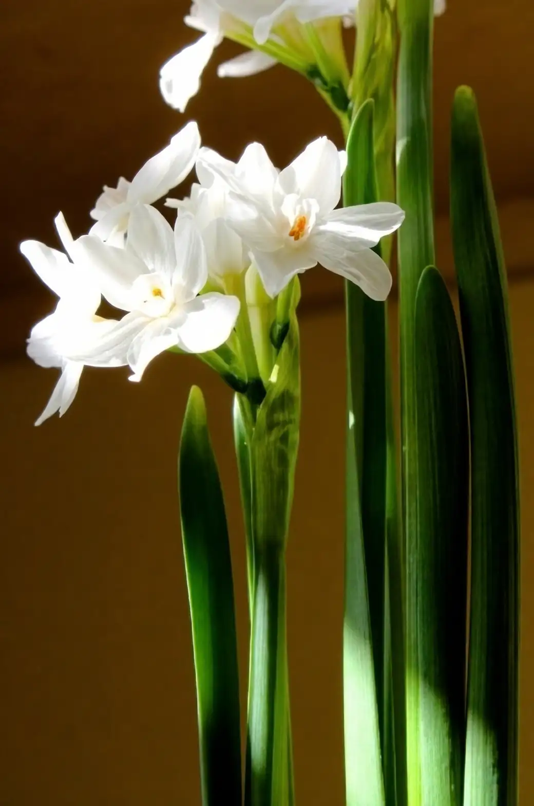 The Daffodil Dilemma: How Paperwhite Sap Ruins Bouquets—and the Pro Fix