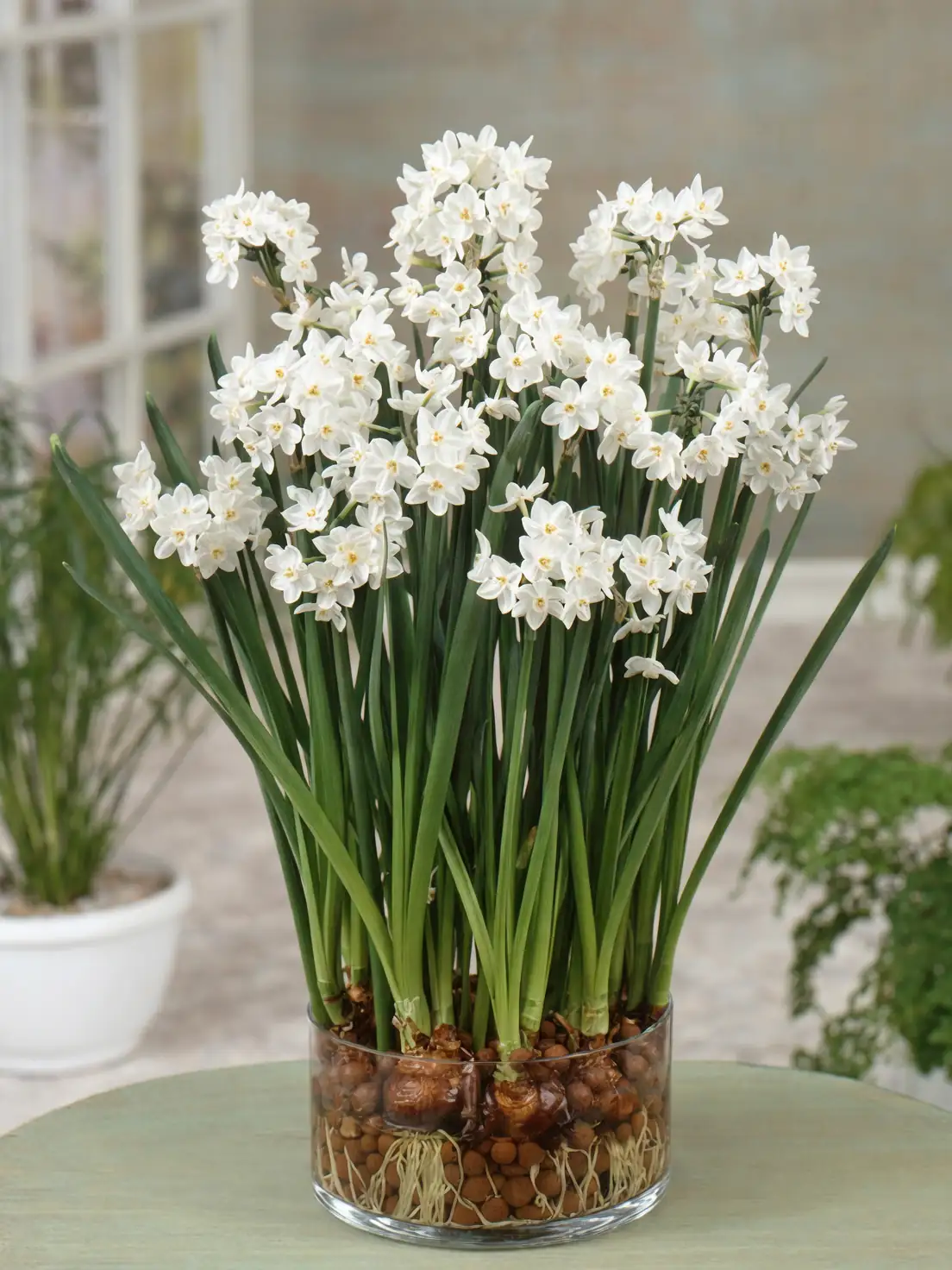 paperwhite narcissus cut stem sap