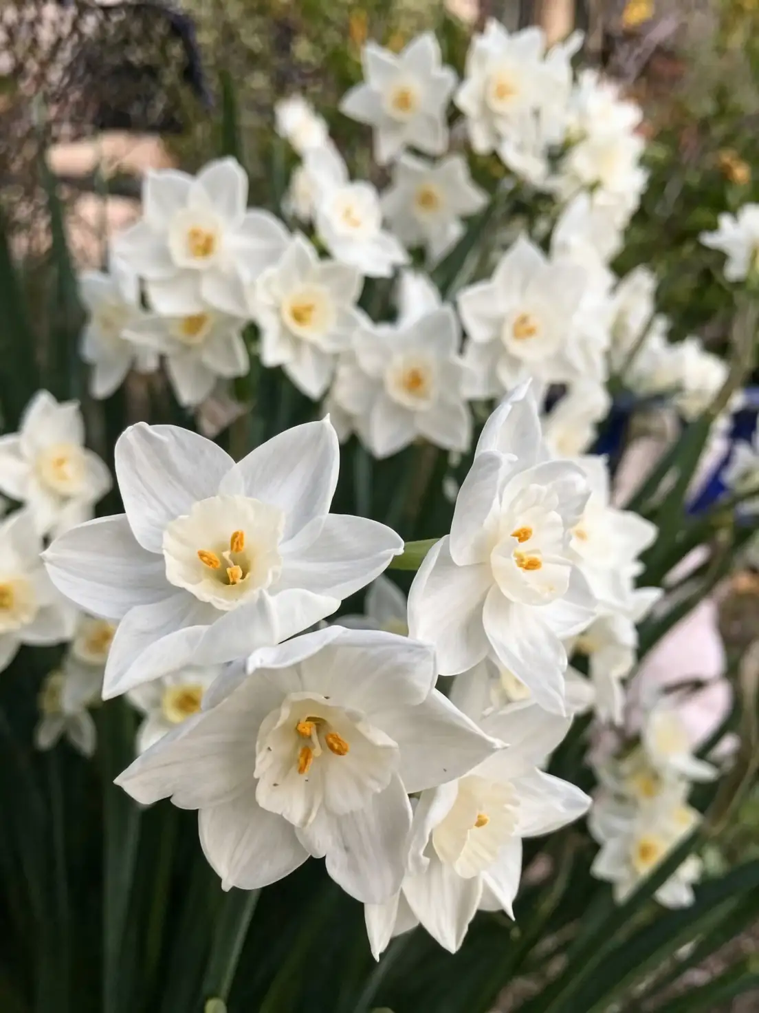 paperwhite narcissus bud stage harvest