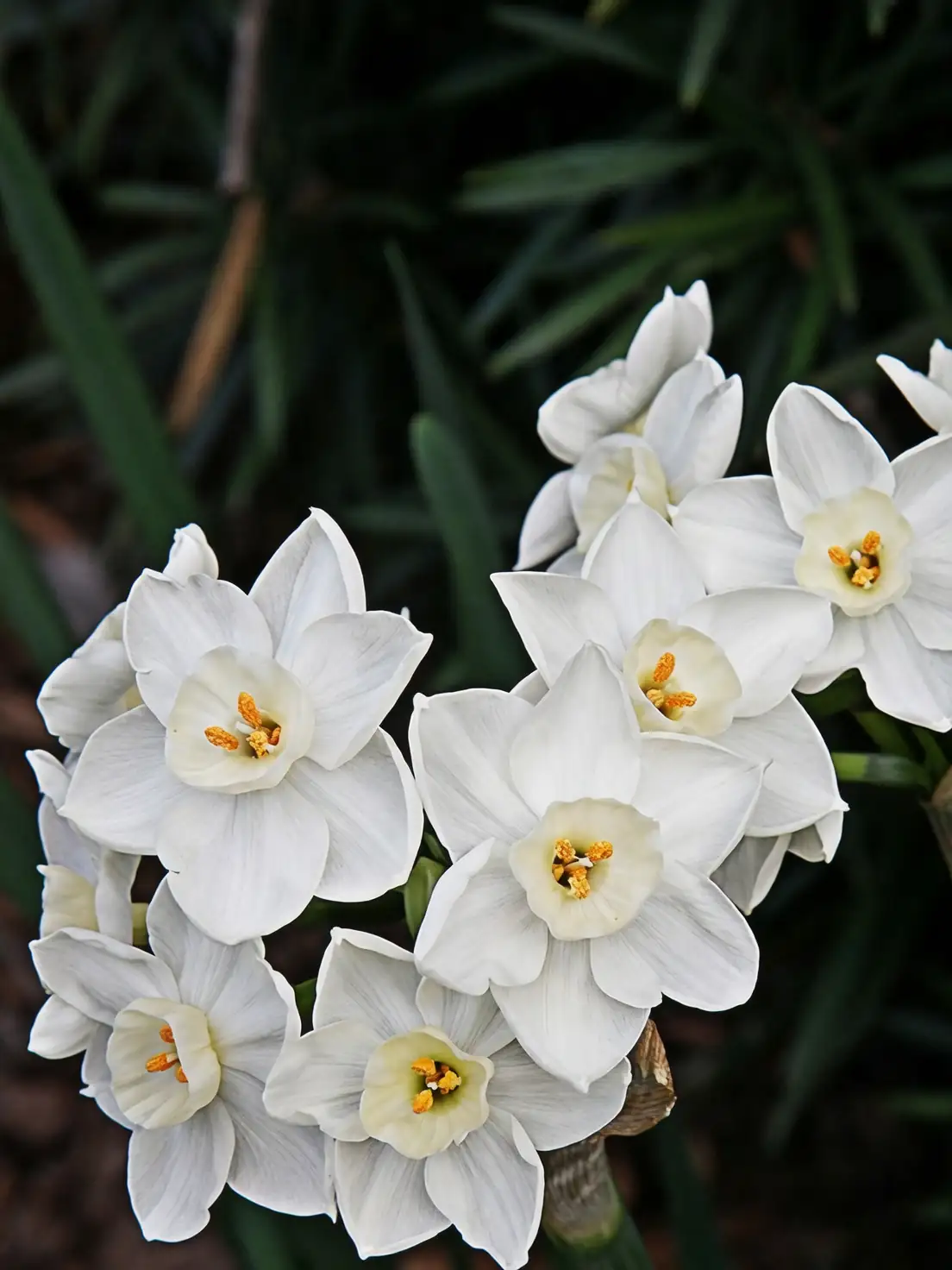 paperwhite narcissus in separate bucket