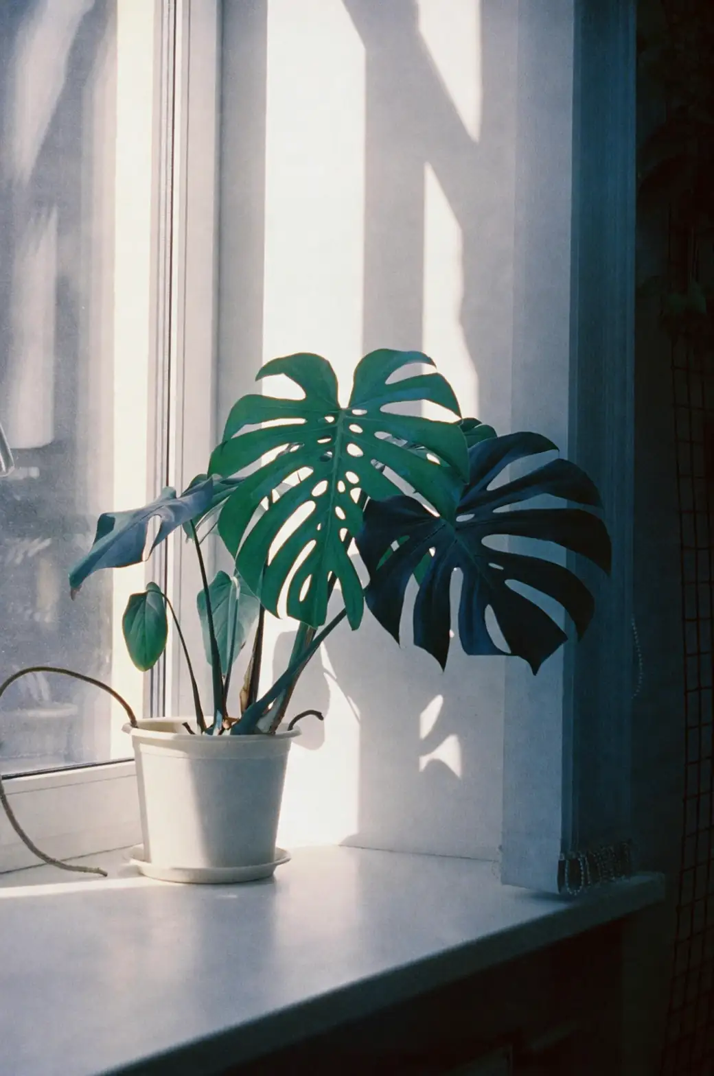 Cool, Bright, Never Soggy: The Hyacinth Care Playbook (From Bulb to Summer Nap)
