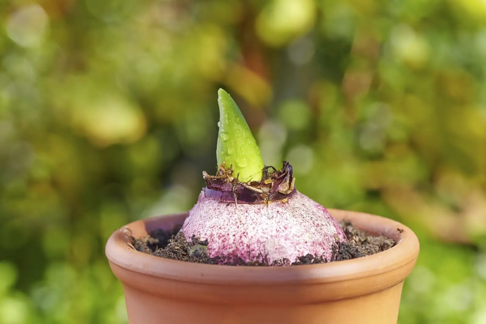 hyacinth bulbs planting pot