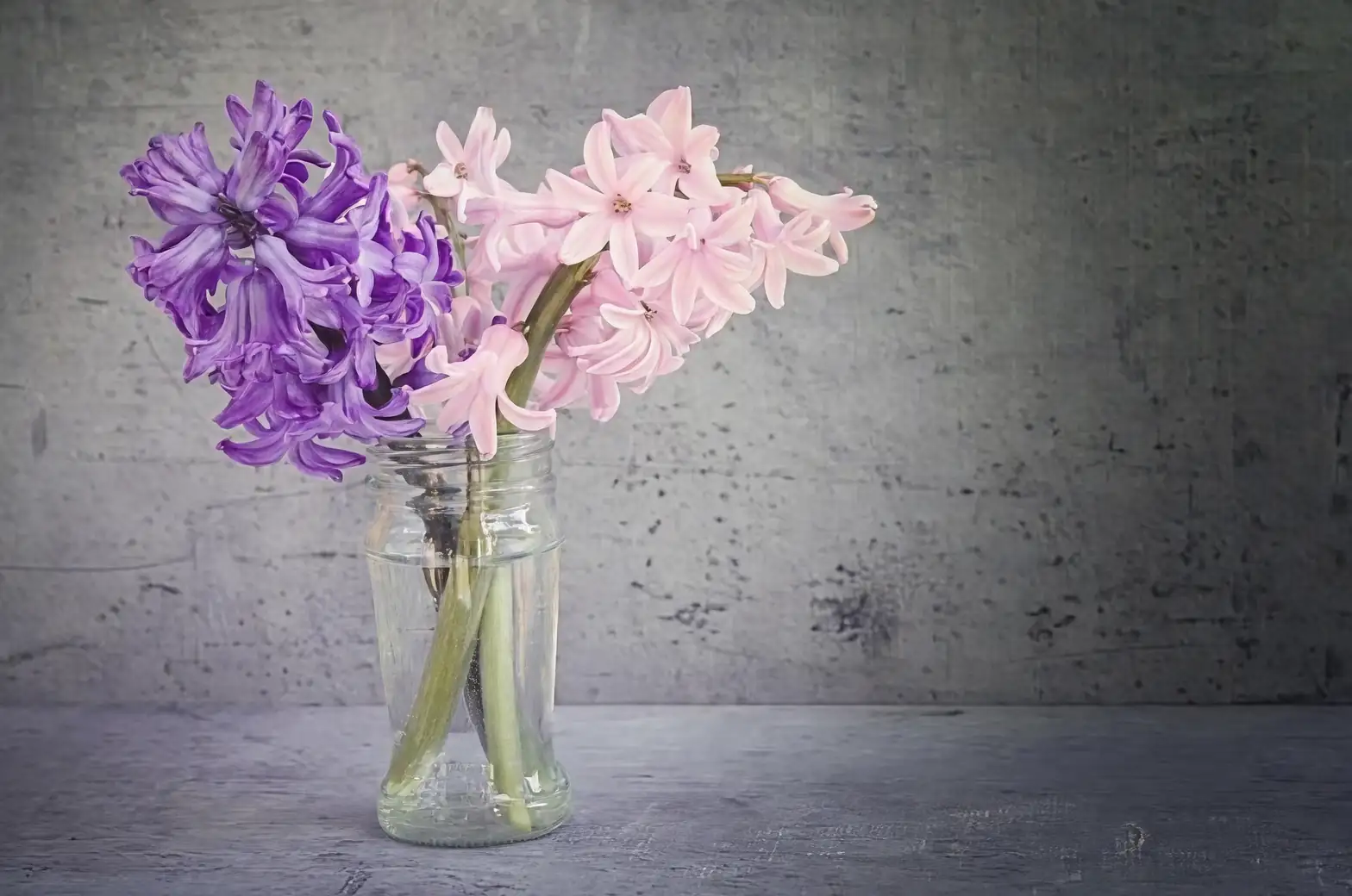 hyacinth forcing vase roots