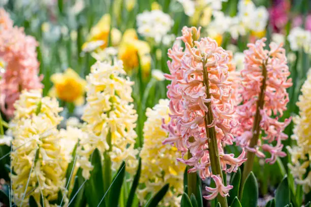 hyacinth watering soil level