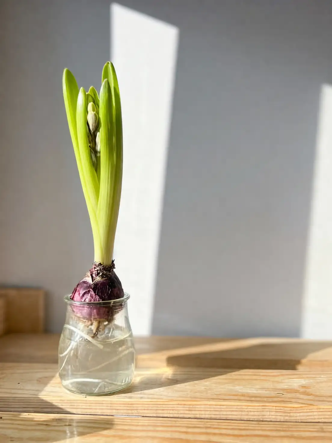 hyacinth bulbs with vase tools