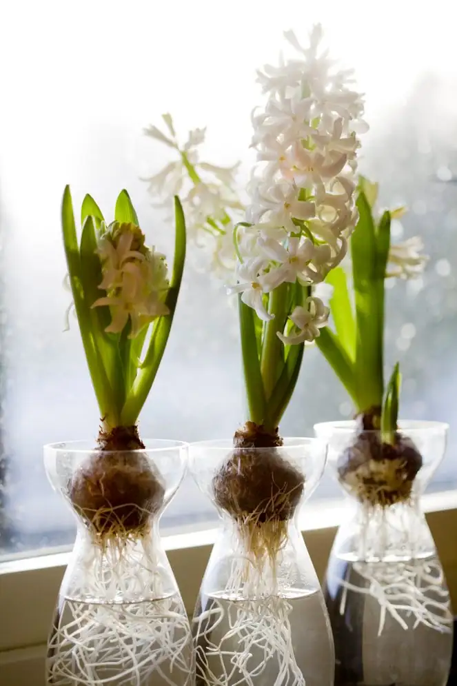hyacinth vase water line gap