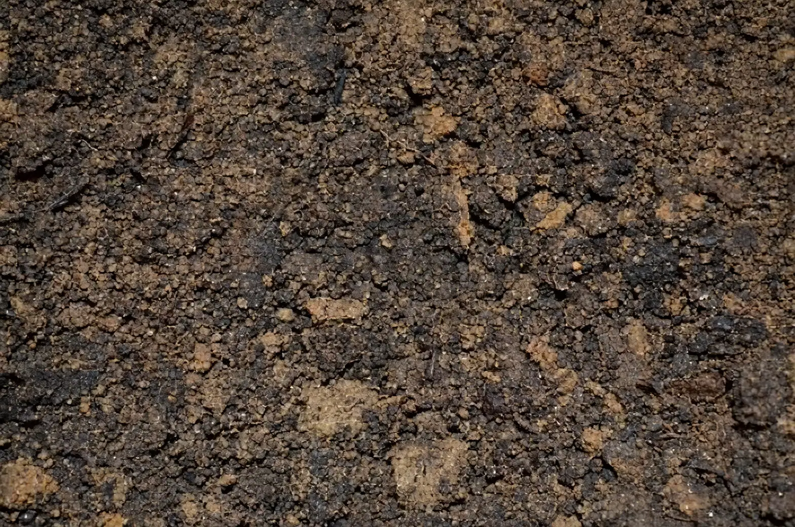 hyacinth potting depth soil surface