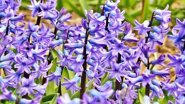 Mushy Blooms, Floppy Spikes, Rotten Bulbs? The Hyacinth Triage Guide