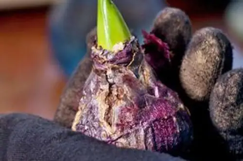 hyacinth bulb rot close-up