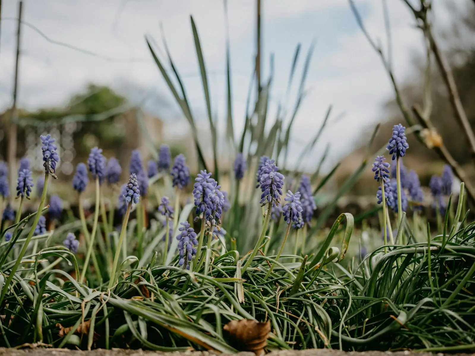 hyacinth gray mold flowers