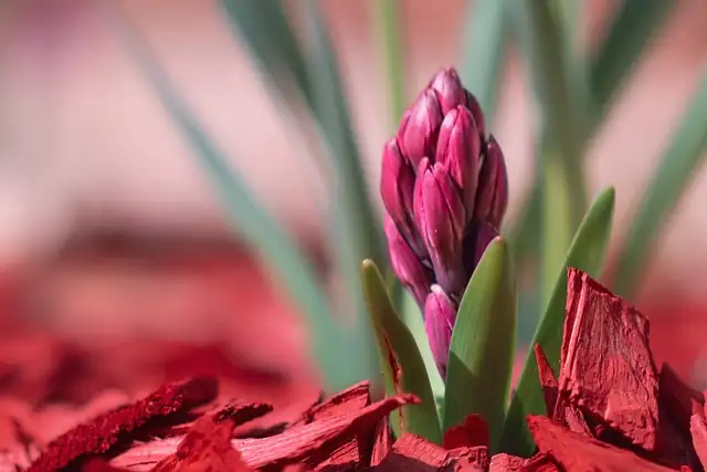 hyacinth aphids on buds