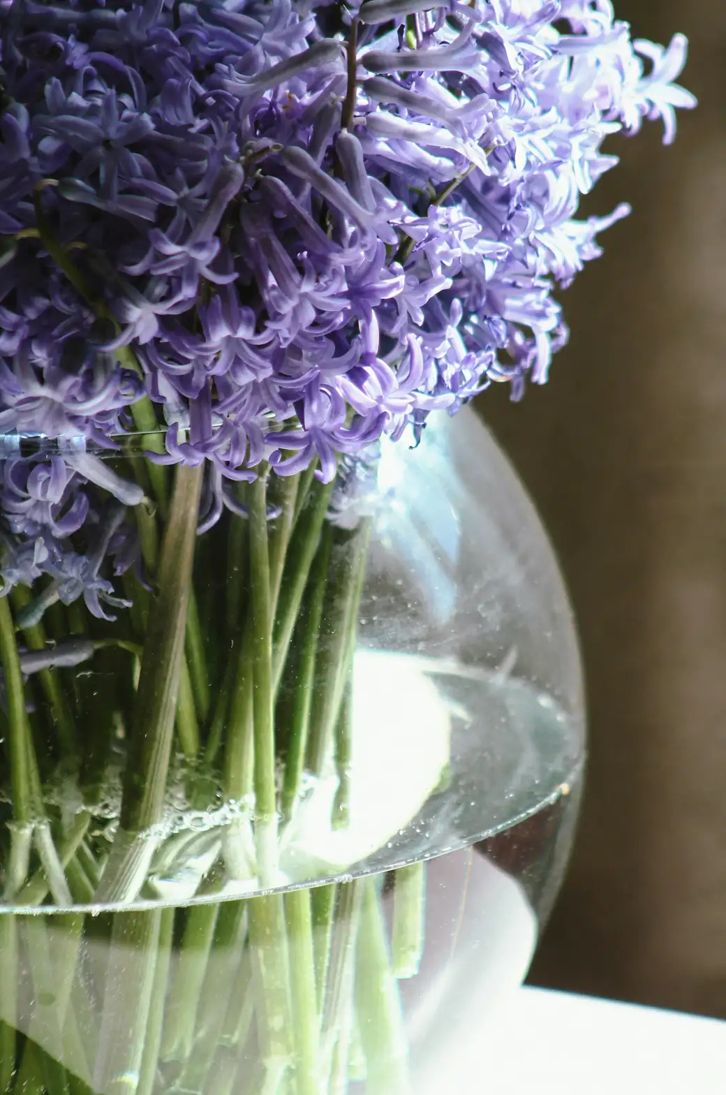 hyacinth bulb in glass vase