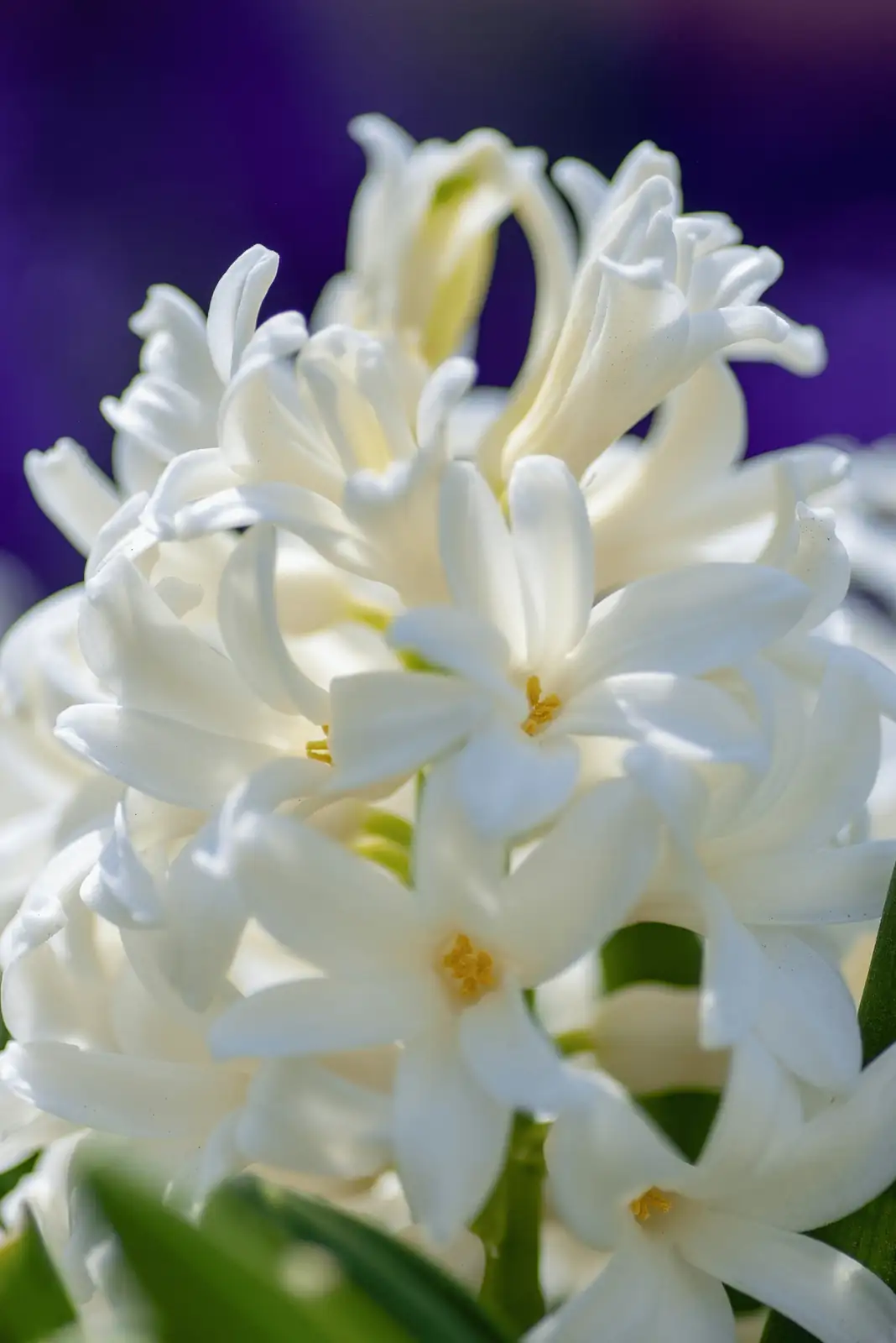 From Aegean Wildflower to Dutch Obsession: The Globe‑Trekking Life of Hyacinthus orientalis