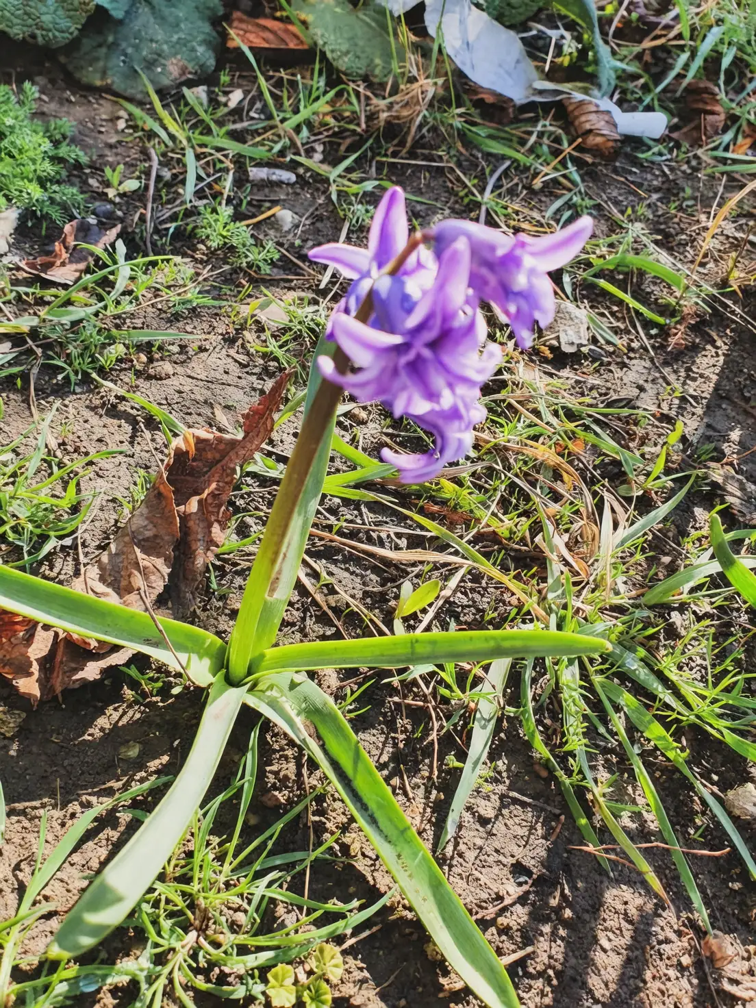 hyacinth wild rocky hillside