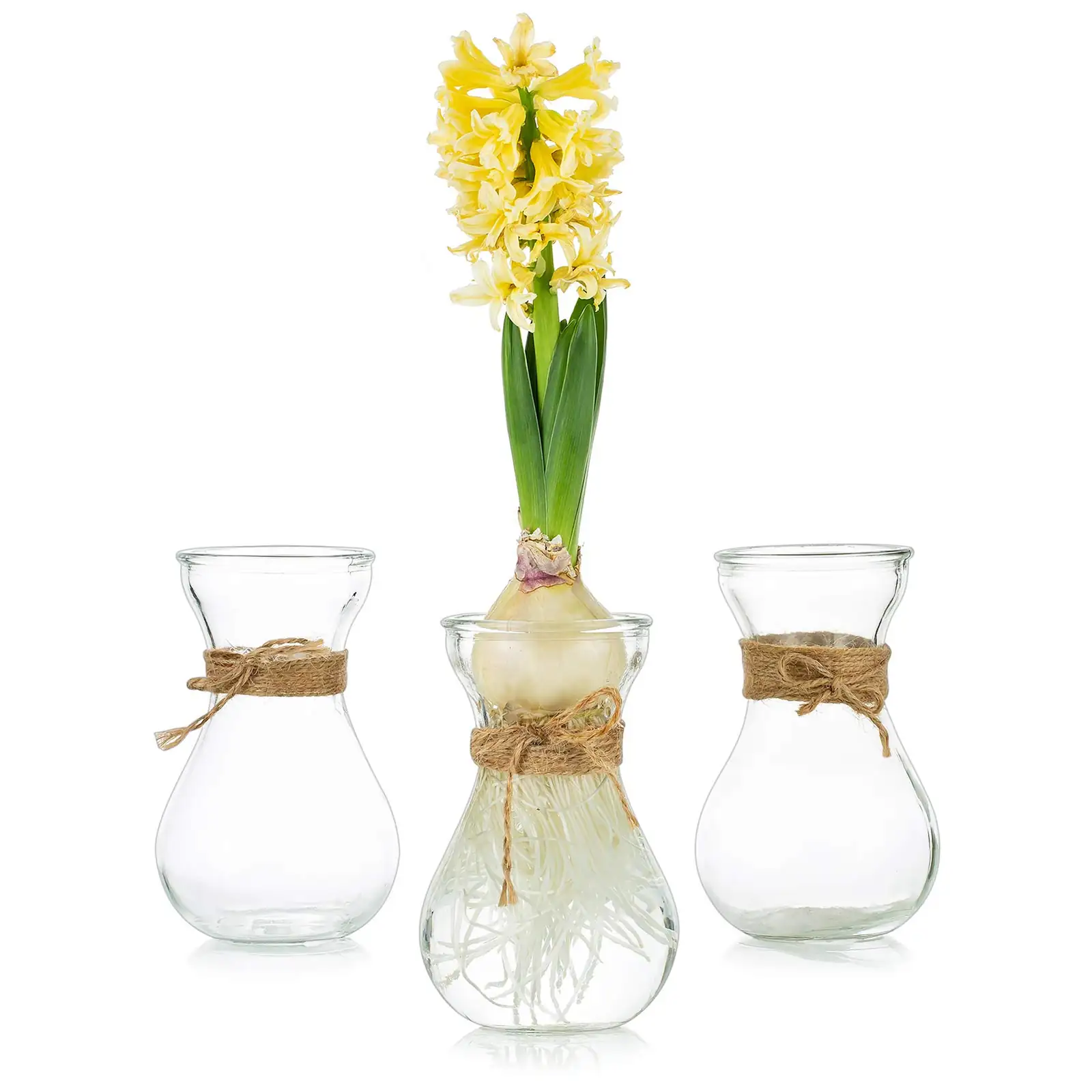 hyacinth forcing glass vase roots