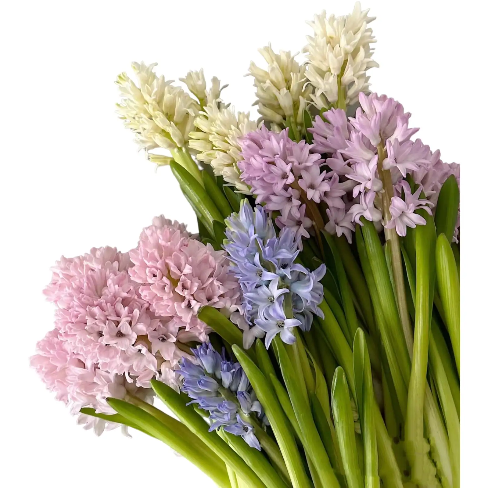 hyacinth mixed colors arrangement
