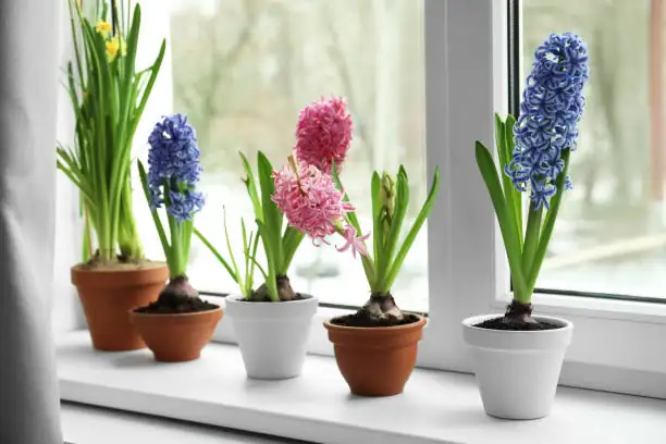 Why Does This Tiny Bulb Perfume a Whole Room? 10 Hyacinth Quirks You’ll Love