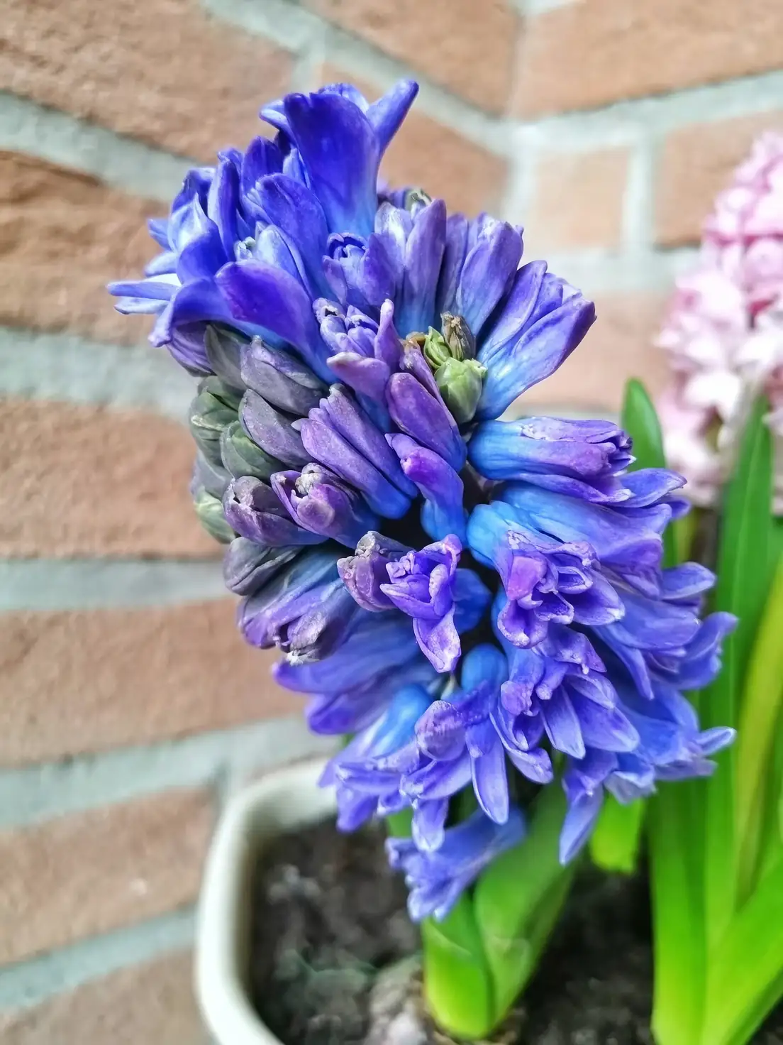 hyacinth plant leaves and spike