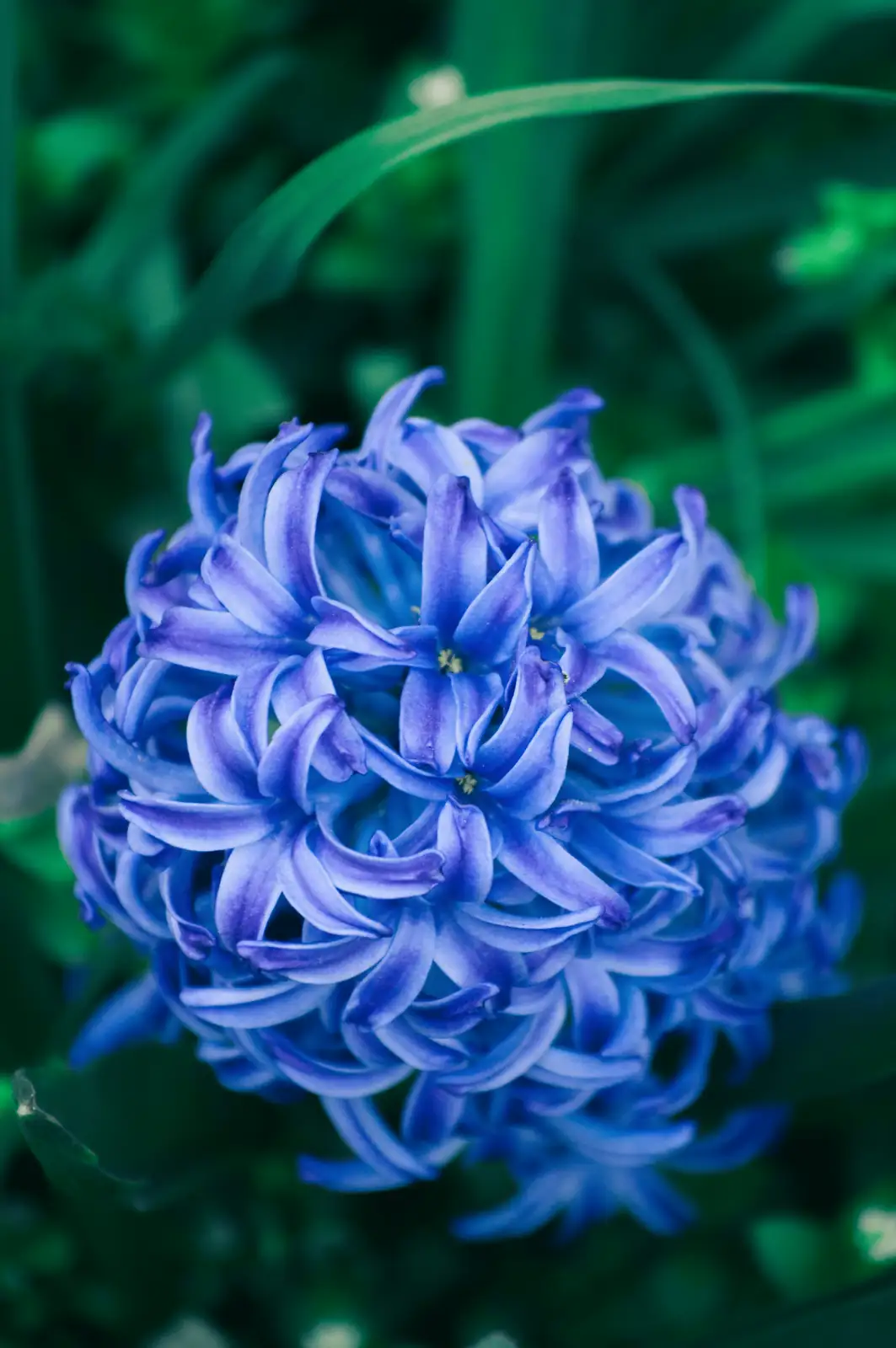 hyacinth florets macro waxy petals