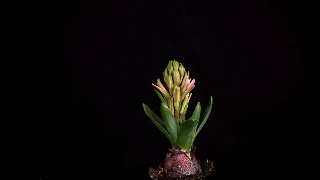hyacinth vase water forcing roots