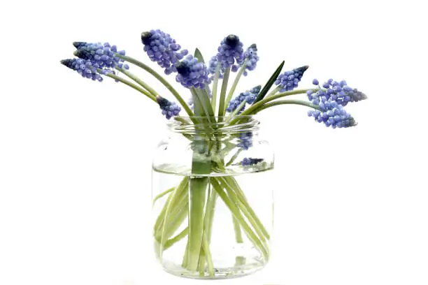 hyacinth forcing glass vase