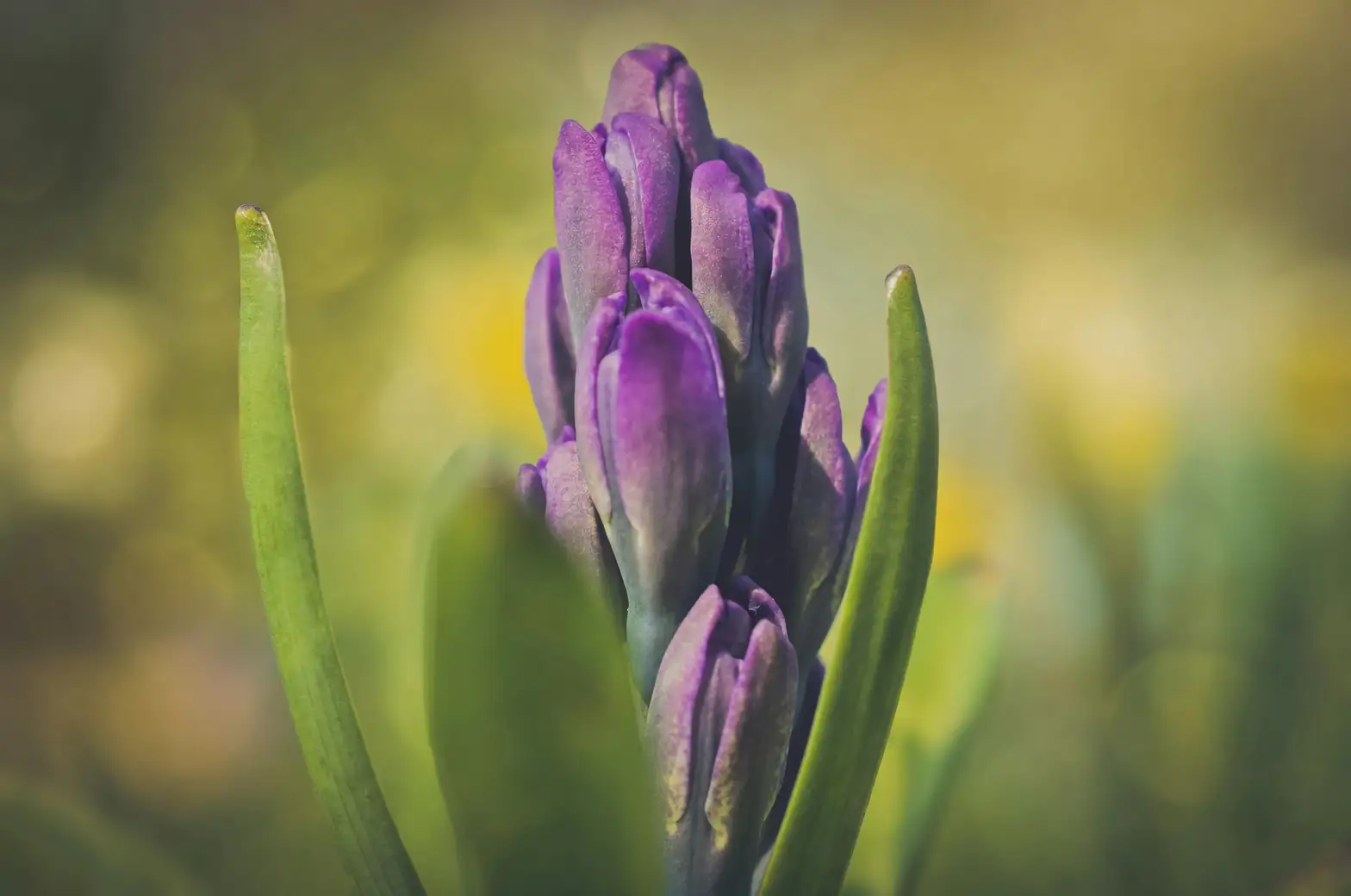 hyacinth multicolor flowers lineup