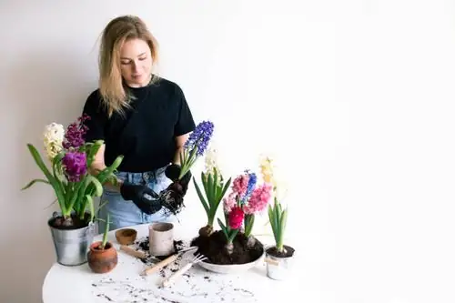 hyacinth gift bouquet hands