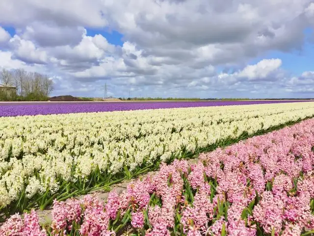 hyacinth fields Netherlands rows