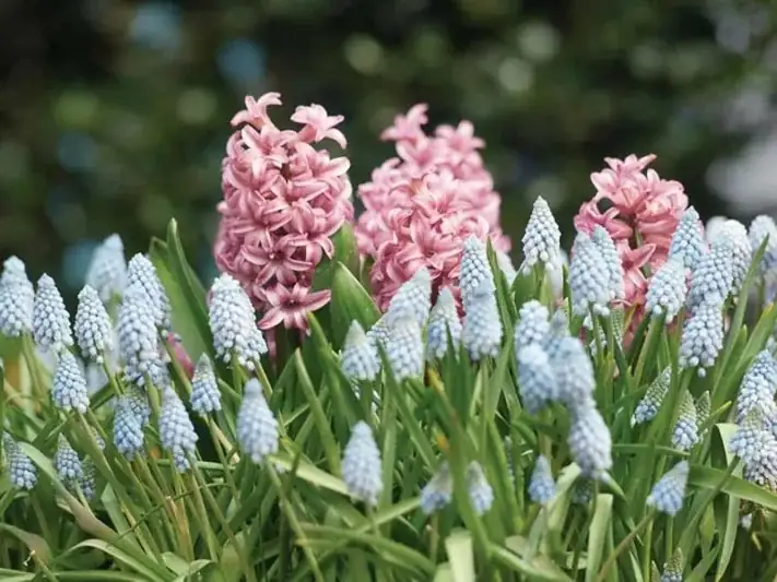 Bulletproof Spring Combos: Pair Hyacinths with Bulb Buddies (and Outsmart Rodents)