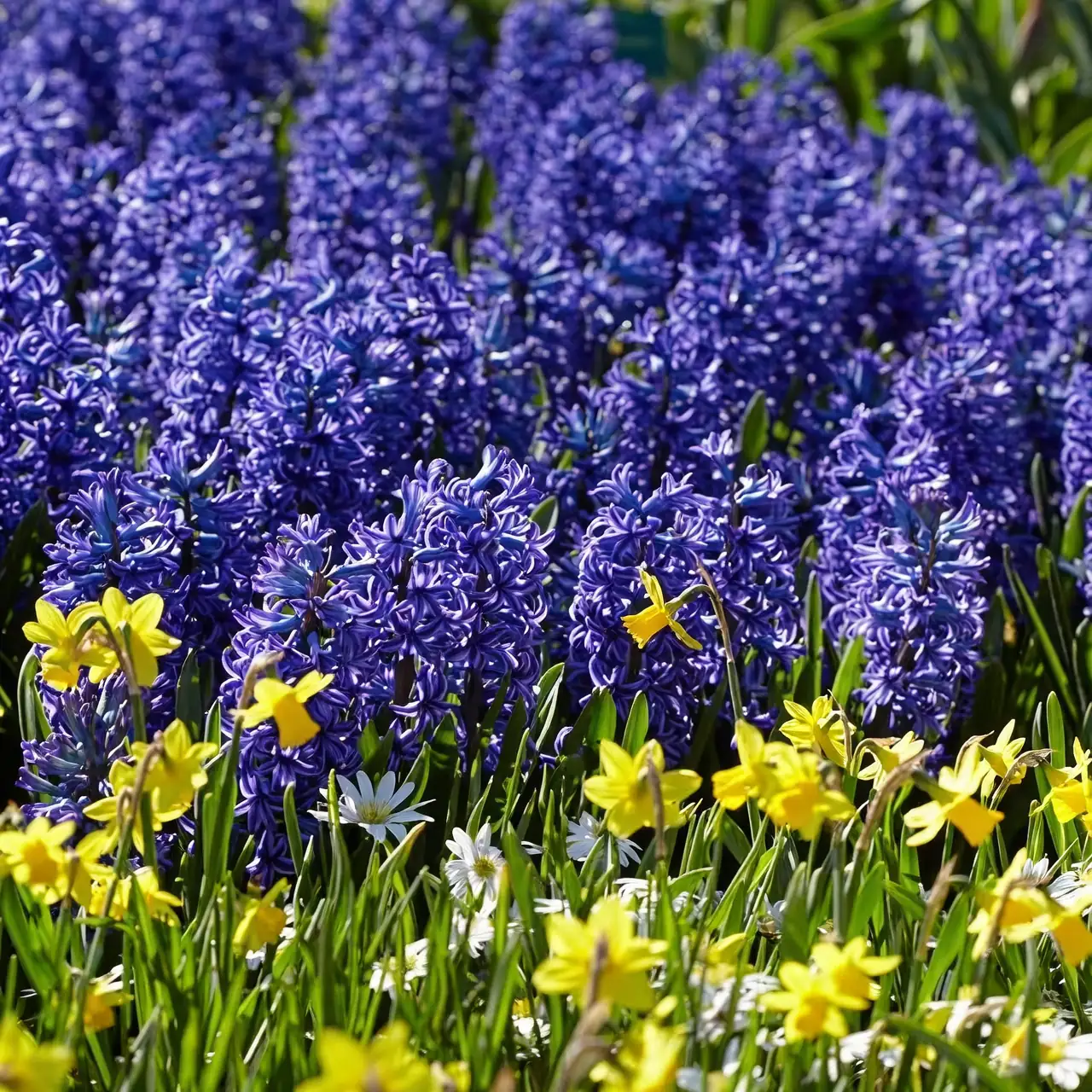 hyacinth Blue Jacket daffodils muscari