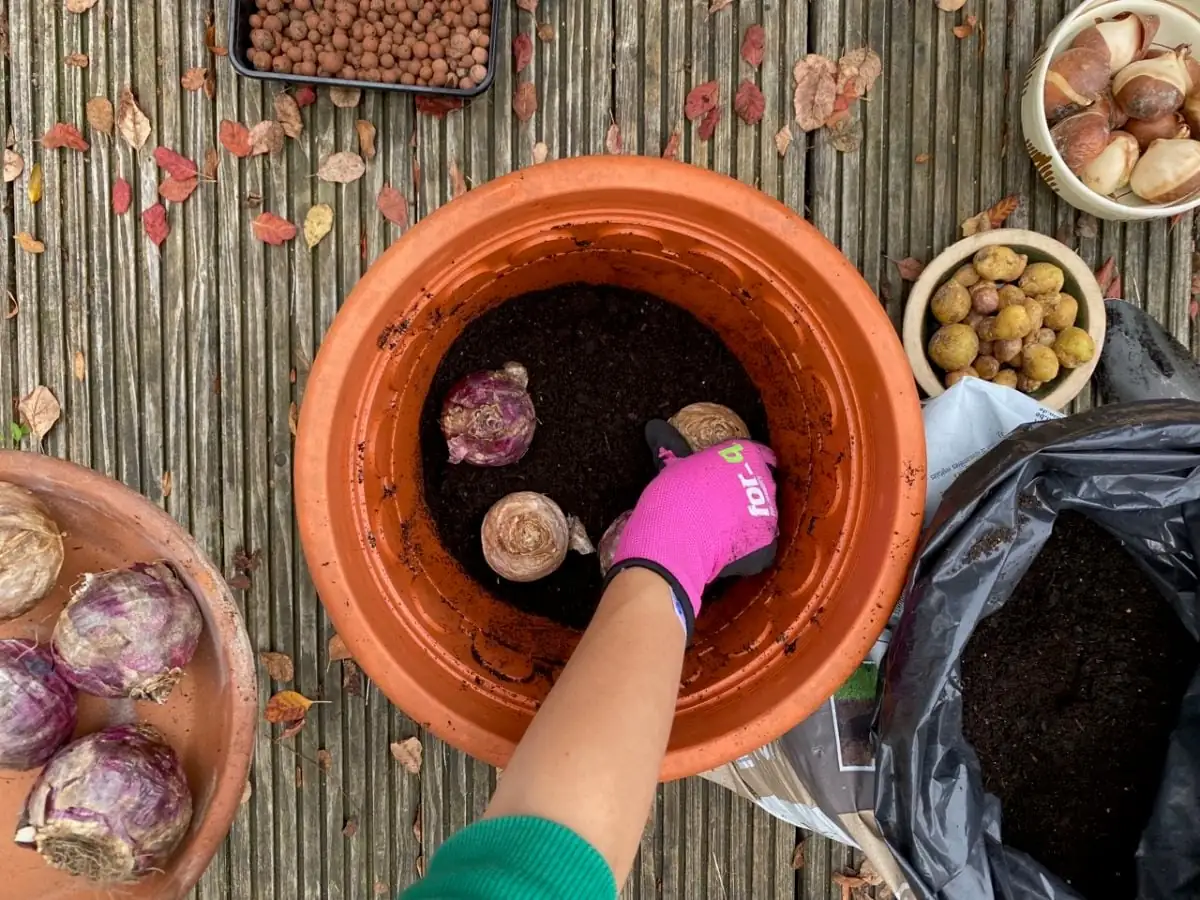 hyacinth bulb lasagna planting diagram