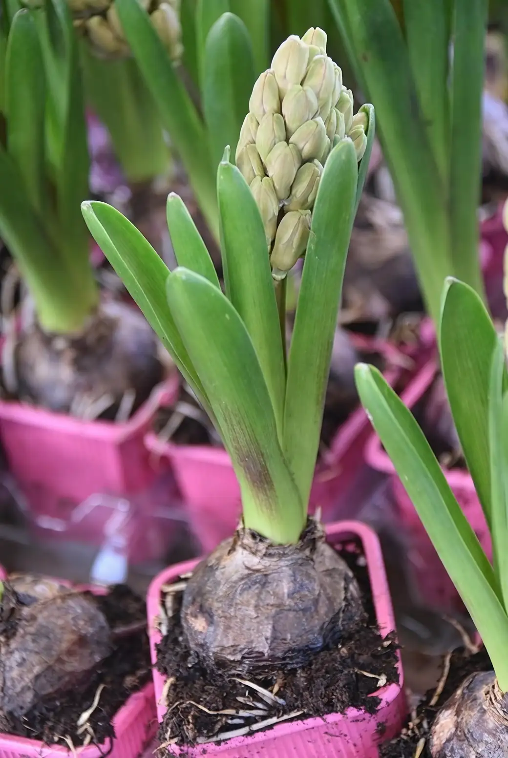 hyacinth bulbs hardware cloth basket