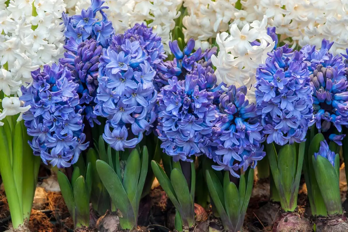 From One Bulb to a Battalion: Offsets, Aftercare, and Pro Tricks to Multiply Hyacinths