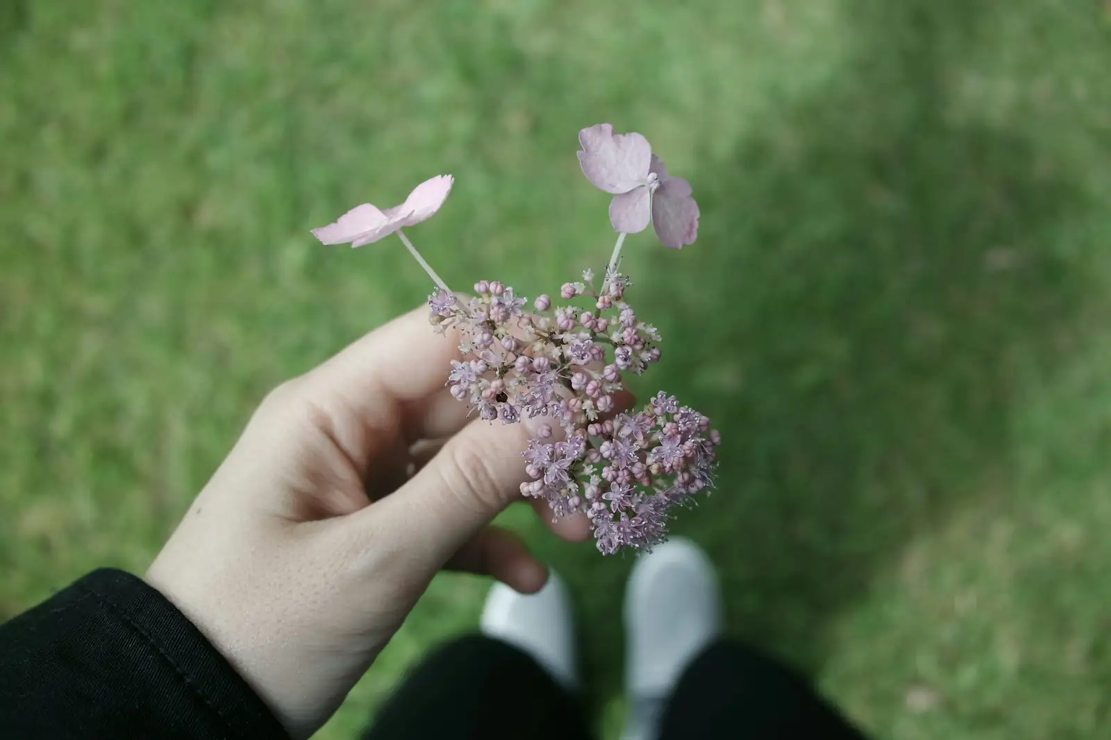 separating hyacinth offsets by hand