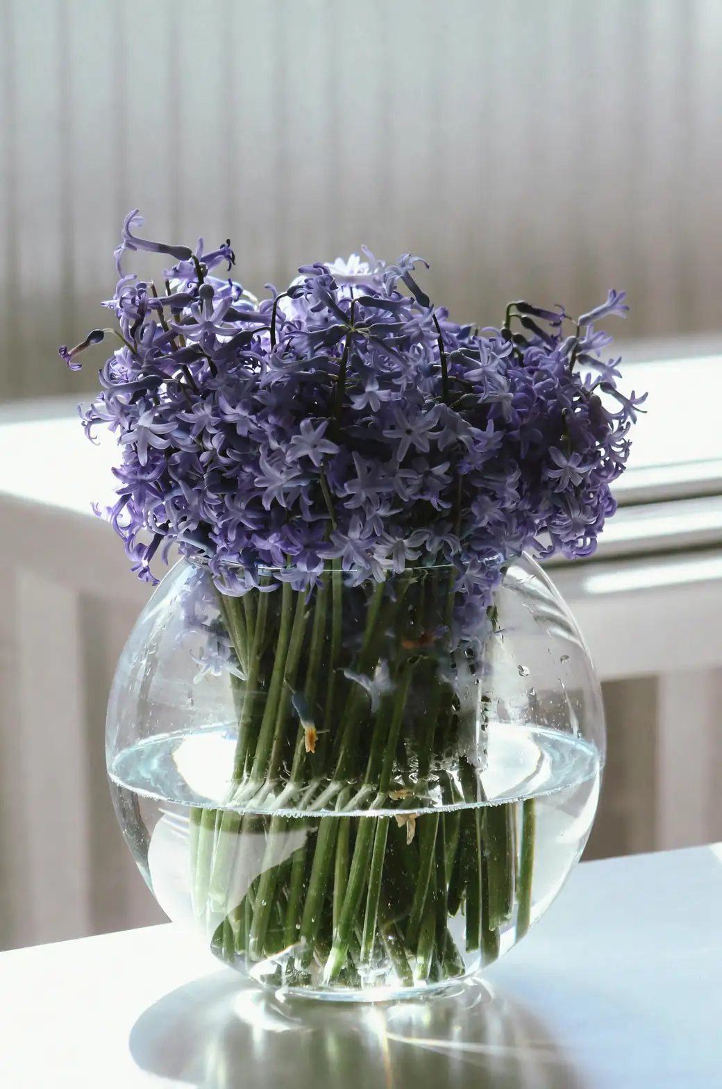 hyacinth under glass cloche mantel