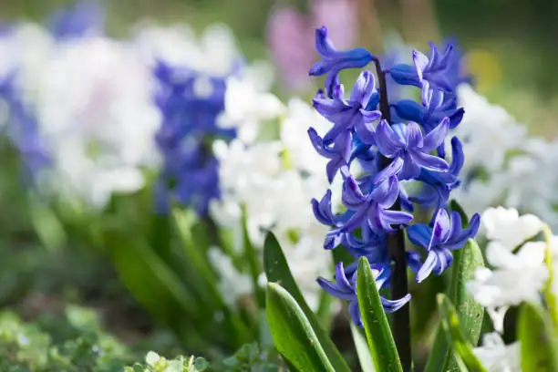 hyacinth deadheading scissors leaves