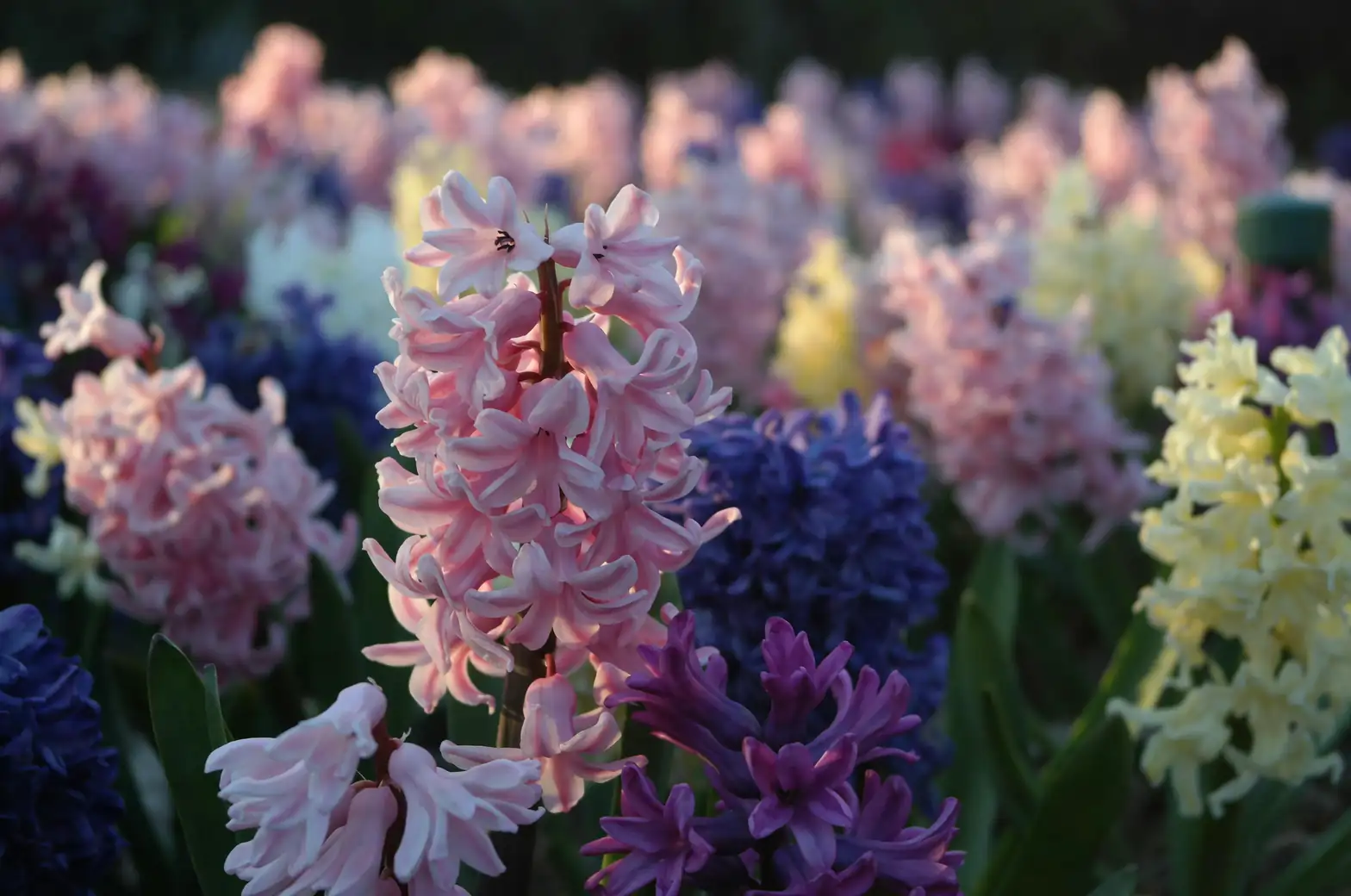 Sky Blues to Apricots: A Color‑First Guide to Choosing Hyacinth Cultivars