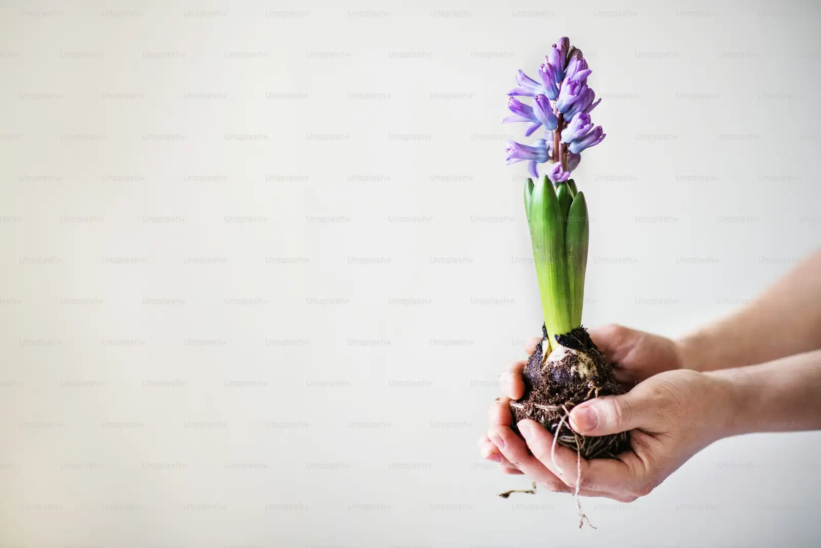 hyacinth forcing glass vase roots