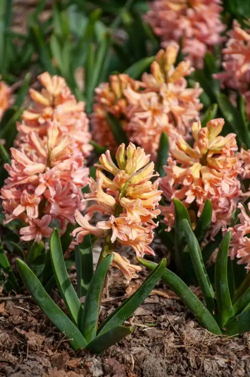 Gipsy Queen hyacinth apricot bloom