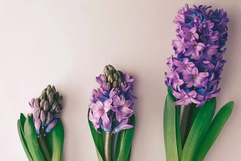 hyacinth single and double spikes
