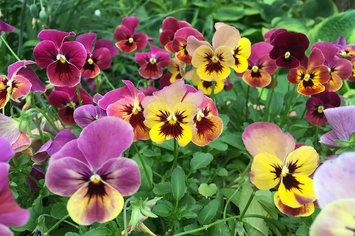 Why Your Pansies Smile in Cold and Sulk in Heat: The Ultimate Cool-Season Care Playbook