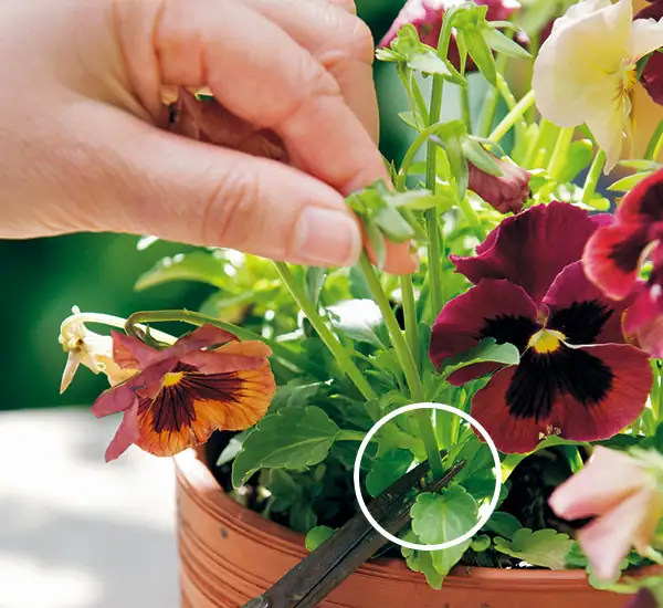 pansies deadheading hand pinching spent bloom